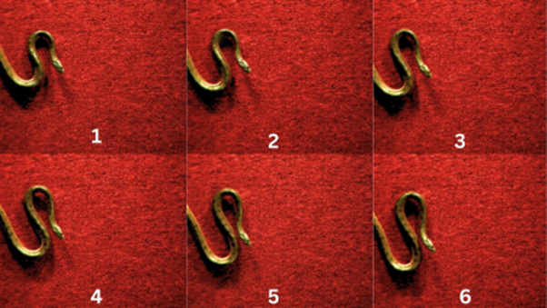 Progression of the S-start in a young yellow anaconda. Credits: Authors of the study. Charles, N., Chelakkot, R., Gazzola, M. et al. Topological dynamics of rapid non-planar gaits in slithering snakes. Nat. Phys. 21, 856–860 (2025). 