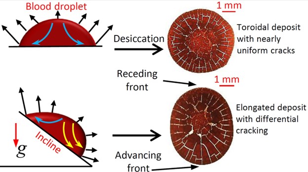 Graphical representation of an inclined plane affecting cracks in the dried blood droplet. Credits: American Chemical Society (ACS)