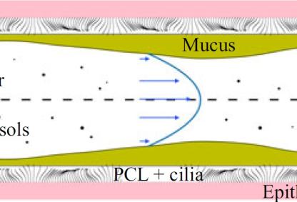 Illustration of the airway with inhaled aerosols being transported by the respiratory airflow. Sources: Authors of the study.
