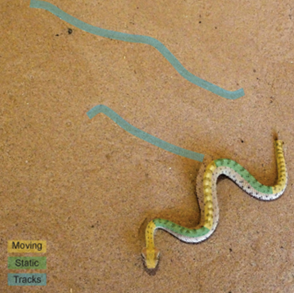 Neonate sidewinder sidewinding with tracks labelled: Credit: By HCA - Own work via Wikimedia commons 