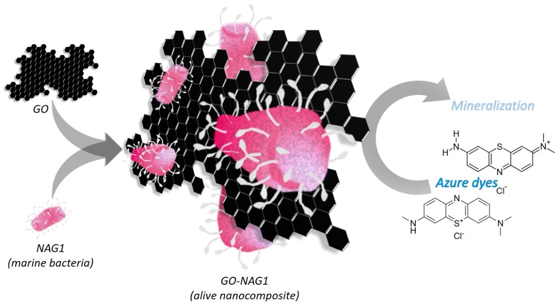 Schematic representation of the assembly of a bio-nano system using graphene oxide (GO) nanosheets and marine bacteria (NAG1) for the mineralisation (breakdown) of textile dyes. Credits: Authors of the study