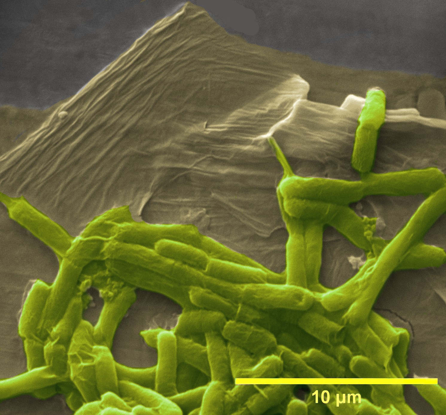 Scanning electron microscopy image (pseudo-colored using software for better representation) showing graphene oxide sheets acting as a scaffold for bacterial attachment. Credits: Authors of the study.