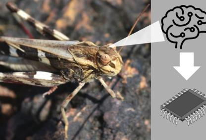 Image Credit : Dennis C. Joy