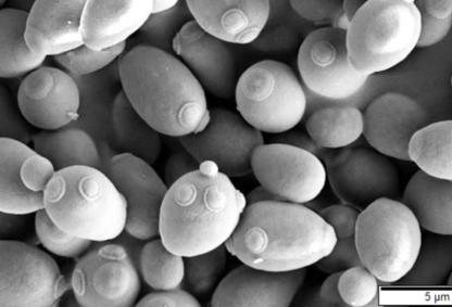 Lead image: Credits: Mogana Das Murtey and Patchamuthu Ramasamy, CC BY 3.0 via Wikimedia Commons