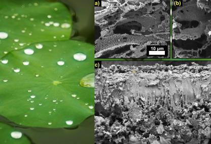 Lotus leaf. Inset:.SEM images showing the top porous forest-like structures. (a) Surface morphology of Modified PES LIG, (b) features of PVDF silica LIG, (c) cross-sectional view of the entire evaporator Source:study