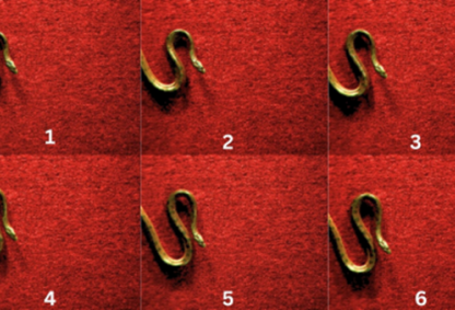 Progression of the S-start in a young yellow anaconda. Credits: Authors of the study. Charles, N., Chelakkot, R., Gazzola, M. et al. Topological dynamics of rapid non-planar gaits in slithering snakes. Nat. Phys. 21, 856–860 (2025). 