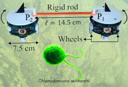 Authors, https://doi.org/10.1103/7hcf-p1yk